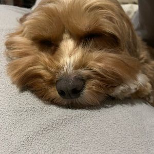 Meet your Posher, Nina